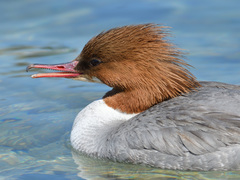 Mergus merganser