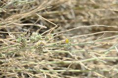 Crotalaria aegyptiaca