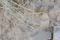 Crotalaria aegyptiaca