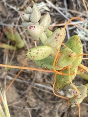 Dudleya blochmaniae blochmaniae