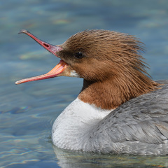 Mergus merganser