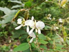 Desmodium lindheimeri