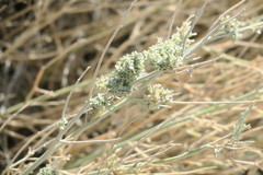 Crotalaria aegyptiaca