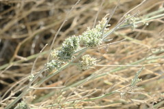 Crotalaria aegyptiaca