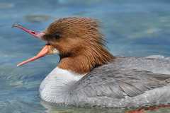 Mergus merganser