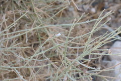 Crotalaria aegyptiaca
