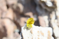 Crotalaria aegyptiaca