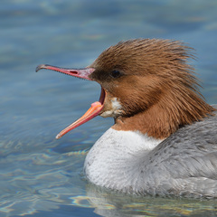 Mergus merganser