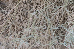 Crotalaria aegyptiaca