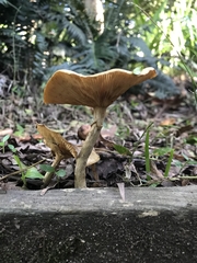 Armillaria luteobubalina