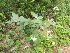 Desmodium lindheimeri