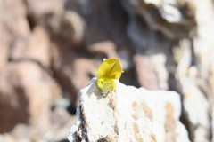 Crotalaria aegyptiaca