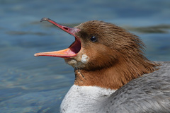 Mergus merganser