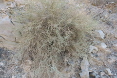 Crotalaria aegyptiaca