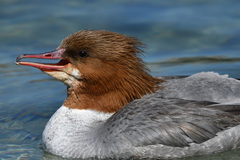 Mergus merganser