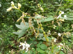 Desmodium lindheimeri