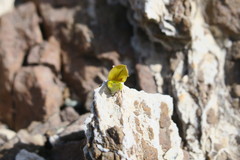Crotalaria aegyptiaca