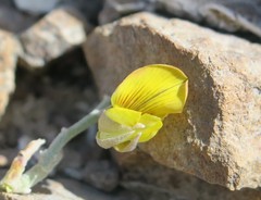 Crotalaria aegyptiaca