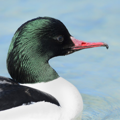 Mergus merganser