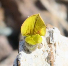 Crotalaria aegyptiaca