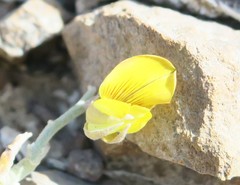 Crotalaria aegyptiaca