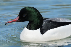Mergus merganser