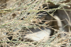 Crotalaria aegyptiaca