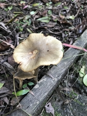 Armillaria luteobubalina