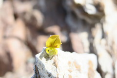 Crotalaria aegyptiaca