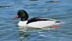 Mergus merganser