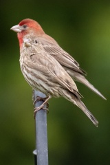 Haemorhous mexicanus