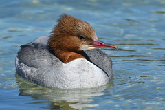 Mergus merganser