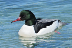 Mergus merganser