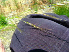 Stipa