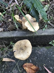 Armillaria luteobubalina