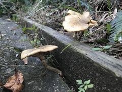 Armillaria luteobubalina