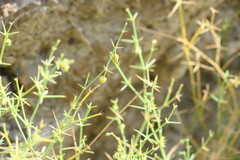 Fagonia bruguieri