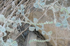 Heliotropium calcareum