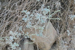 Heliotropium calcareum