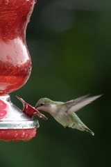 Archilochus colubris