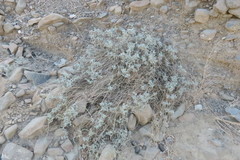 Heliotropium calcareum