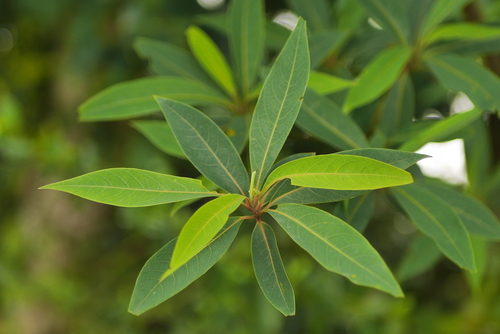 Litsea cubeba iNat (1)