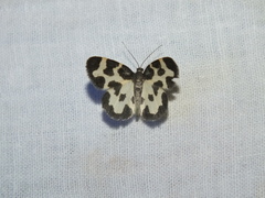 Lomaspilis opis nigrita