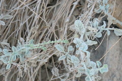 Heliotropium calcareum