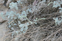 Heliotropium calcareum
