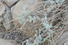 Heliotropium calcareum