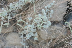 Heliotropium calcareum