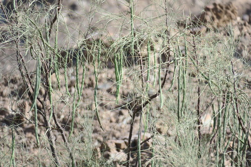 Moringa peregrina