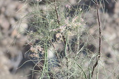 Moringa peregrina