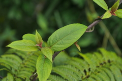 Actinidia latifolia